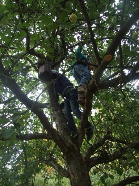 Bericht Apfelernte und Apfelsaft pressen:  Es ist Herbst. Die Kinder vom 2. Jahrgang genießen die letzten warmen Tage. Noch bevor die Herbstwinde über das Land fegen, ziehen die Kinder, mit ihren BetreuerInnen von der Freizeit los zur Apfelernte.  Bild! Manche Äpfel werden von geschickten Kletterern vom Baum gebrochen.  Bild! Es kann auch mal kräftig geschüttelt werden denn zum Auflesen haben wir viele Hände.   Bilder! Ein paar Tage später werden die Äpfel von den Kindern in der Freizeit zu Apfelsaft gepresst.  Bild! Zunächst müssen die Äpfel halbiert werden.  Bild! Anschließend kommen sie in eine Obstmühle und werden zu einem Brei gemahlen, der Trester heißt.  Bild! Der Trester wird in der Obstpresse gepresst.  Bild! Das Ergebnis ist ein leckerer Apfelsaft, den wir alle genossen haben.  Bild! Prost!